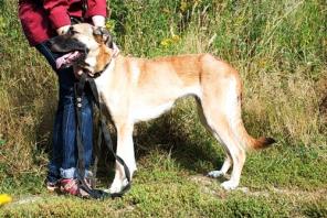 ������ -�������, ������� ������ � ���