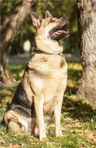 Породистая овчарка в дар