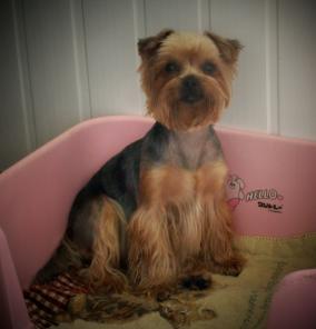 Стрижка собак (йорки,пекинесы,ши-тцу,метисы...