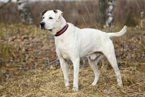 В добрые руки Харлей - белоснежный метис амстаффа