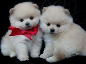 Мини Медвежоночки, Счастья в Ваш Дом!