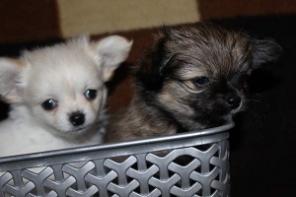 �������� ����� ��������