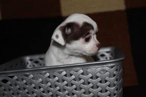 �������� ����� ��������