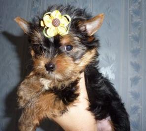 ������ ������ ������������ �������