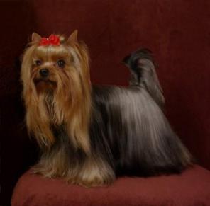 ������ ������ ������������ �������