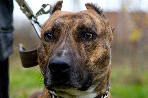 ������� ����� �������