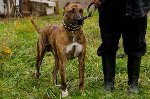 ������� ����� �������