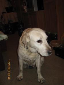 в дар девочка лабрадор