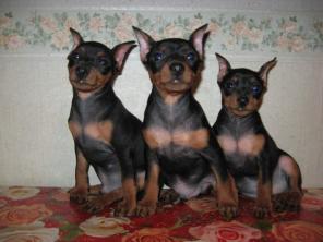 ����� ������������-���� ��������