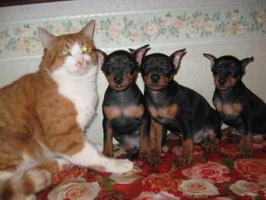 ����� ������������-���� ��������