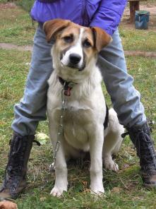 БЕЛКА. Собака – звоночек в ваш дом! В добрые руки.