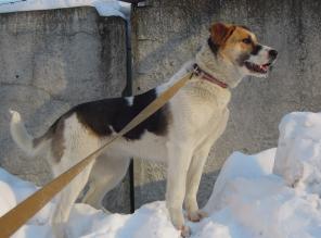 БЕЛКА. Собака – звоночек в ваш дом! В добрые руки.