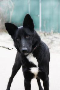 Одри – собака для души в добрые руки!