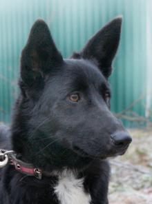 Одри – собака для души в добрые руки!