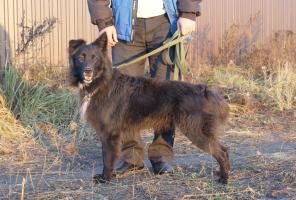 Собака-друг. Добрым людям