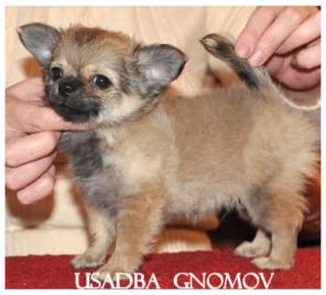 Чихуахуа щенки