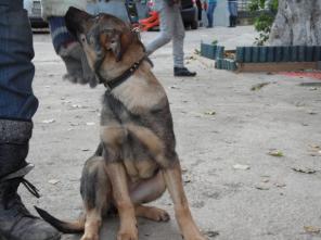 ����� �������-������ ��� �������