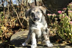 Очаровательный щенок Фрося в добрые руки!