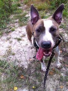 �������� �������-�������