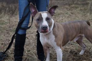 �������� �������-�������