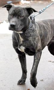 Крупный тигровый метис амстаффа - в дар