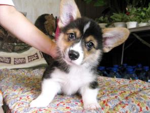 Породистые щенки вельш корги пемброк