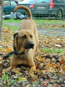 Метис риджбека ищет дом