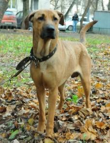 Метис риджбека ищет дом