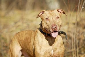 Дружелюбный тигровый питбуль - в дар