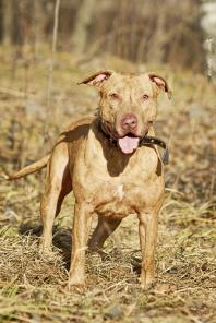 Дружелюбный тигровый питбуль - в дар