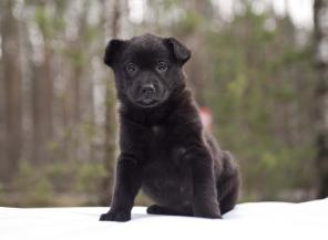 � ��� ����� �������