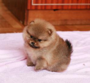 ������� ������������ ������������ �����