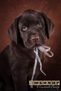 ����� ���������