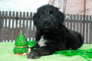 В дар шикарные здоровые щенки-метисы