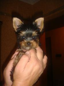 ����� ������������ �������