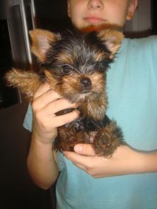 ����� ������������ �������