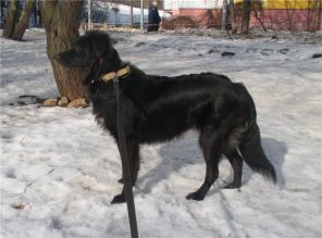 Отдам щенка в хорошие руки