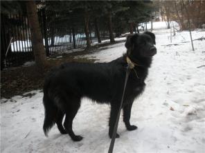 Отдам щенка в хорошие руки