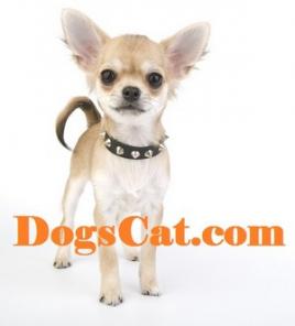 Клубные щенки пород Йоркширский терьер и Чихуахуа