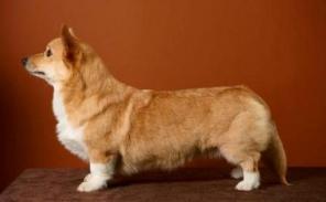 ����� ����� �������