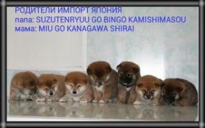 ����� ���� (����) ���