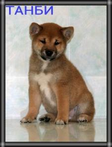 ����� ���� (����) ���