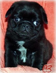 ������ ������ �����