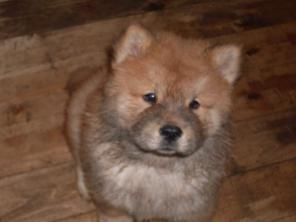 ������ �������������� ������ ���-���