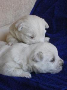 ���� ������� ���� ������