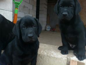 ���������������� ����� �������� ��������