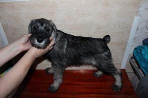 ����� ��������������� ������������ ���������