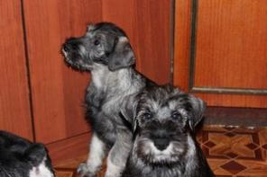 ����� ��������������� ������������ ���������