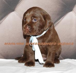 ����� ��������� ���������