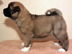 ����� ������������ �����